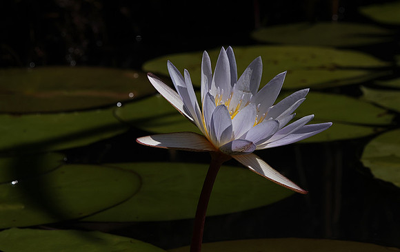 Lotus flowers - Botswana
