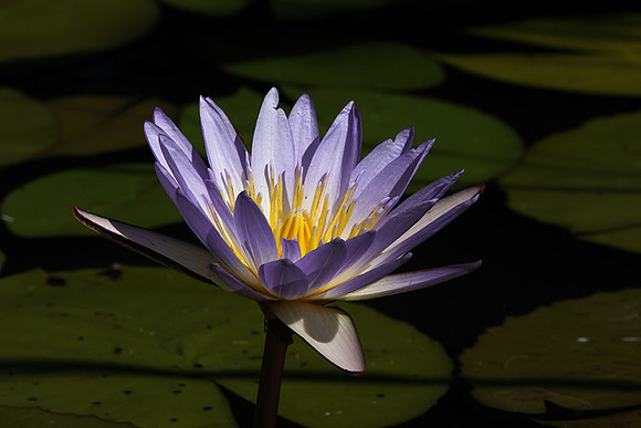 Lotus flowers - Botswana