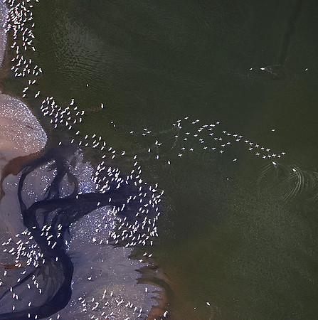 Pelicans from helicopter