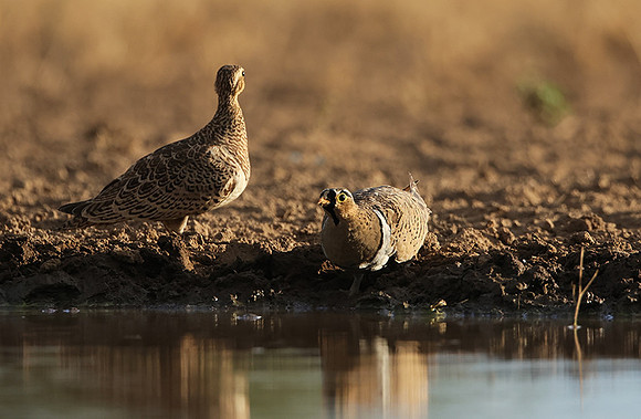 Black-faced sangrouses - Shompole
