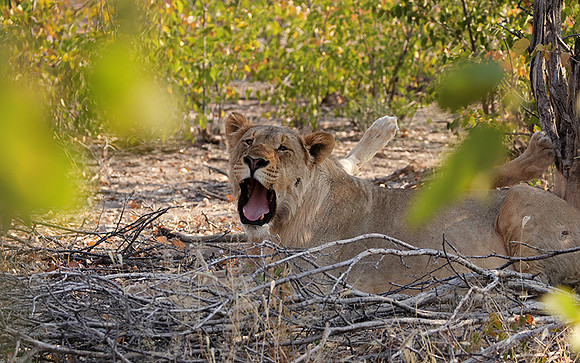 Ongava Private Reserve