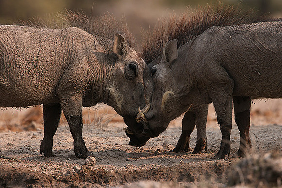 Ongava Private Reserve