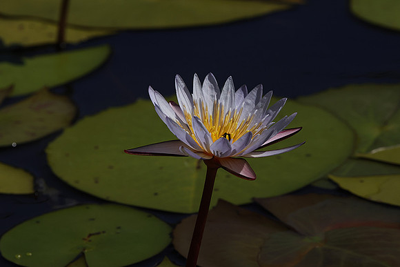 Lotus flowers - Botswana