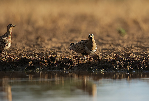 Black-faced sangrouses - Shompole