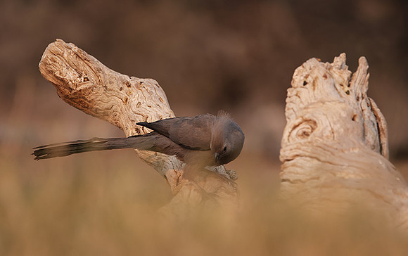 Goaway bird - Onguma Private Reserve