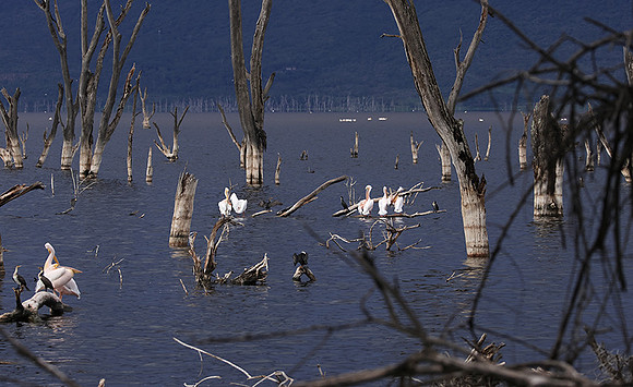Lake Nakuru