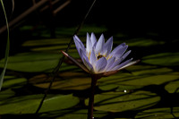 Lotus flowers - Botswana