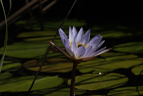 Lotus flowers - Botswana