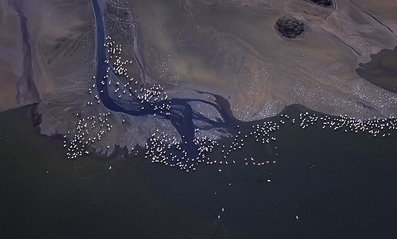 Pelicans from helicopter