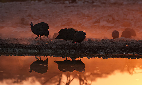Helmeted guineafowl - Ongava Private Reserve