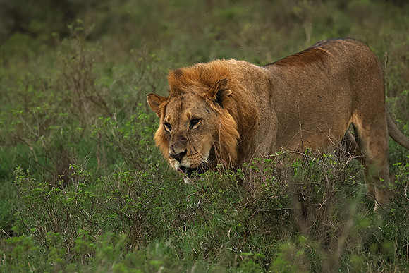 Nakuru