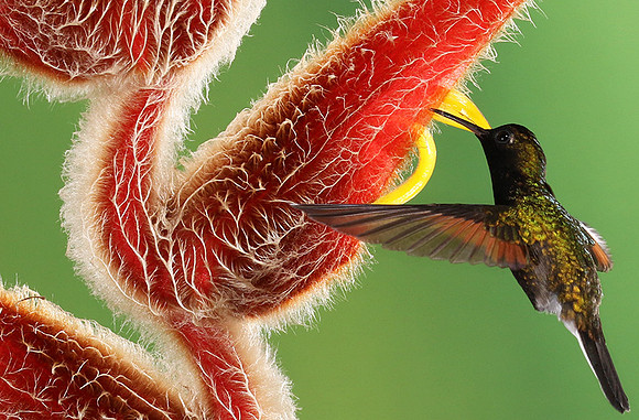 Black-bellied hummingbird