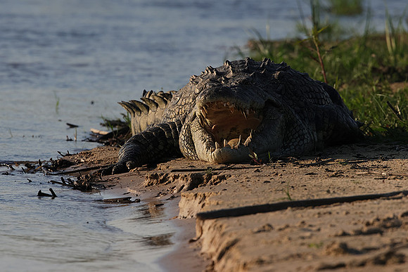 Delta of Okavango