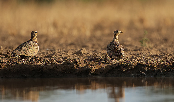 Black-faced sangrouses - Shompole
