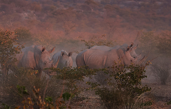 White rhinos  -  Ongava Private Reserve