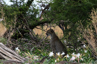 Delta of Okavango