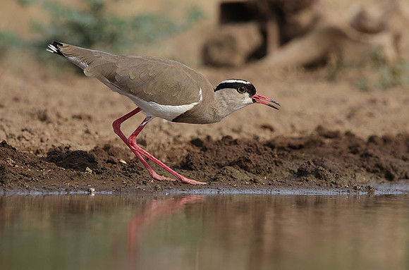 Crowned lapwing - Shompole