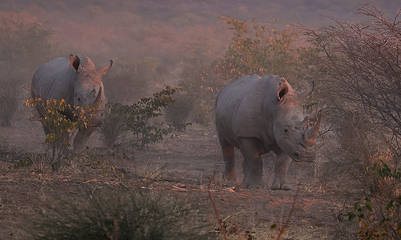 White rhinos  -  Ongava Private Reserve