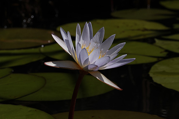 Lotus flowers - Botswana