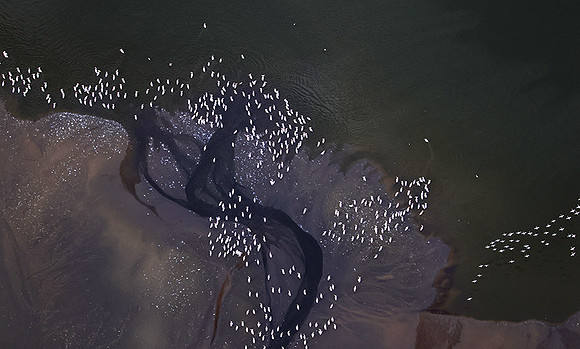 Pelicans from helicopter