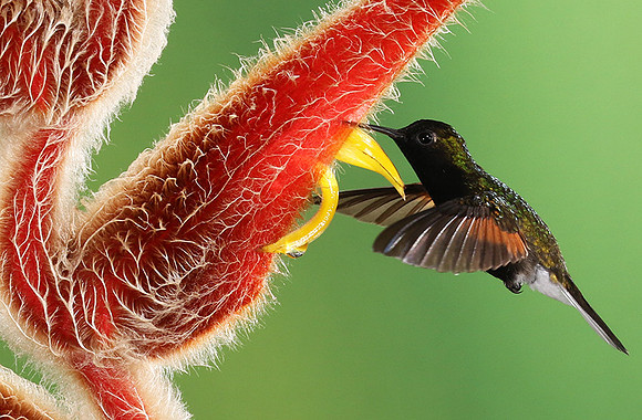 Black-bellied hummingbird