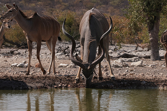Onguma Private Reserve