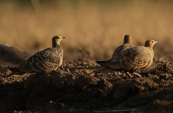 Chestnut-bellied sandgrouse - Shompole