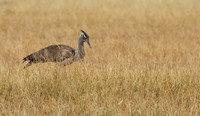 Kori bustard - Shompole