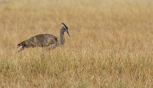 Kori bustard - Shompole