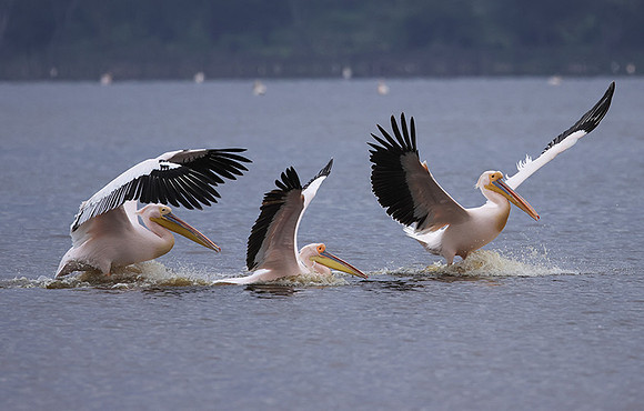 Lake Nakuru