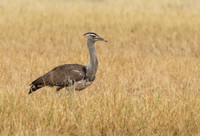 Kori bustard - Shompole