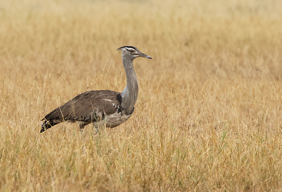 Kori bustard - Shompole