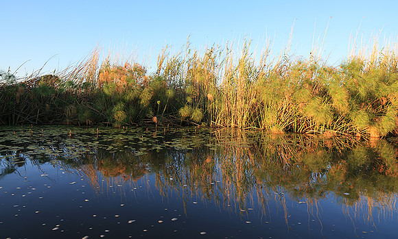 Delta of Okavango