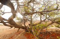Hoanib river bed