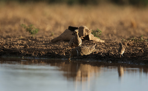Black-faced sangrouses - Shompole