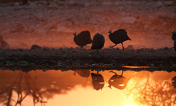 Helmeted guineafowl - Ongava Private Reserve