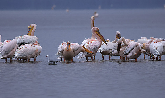 Lake Nakuru
