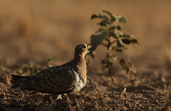 Black-faced sangrouses - Shompole