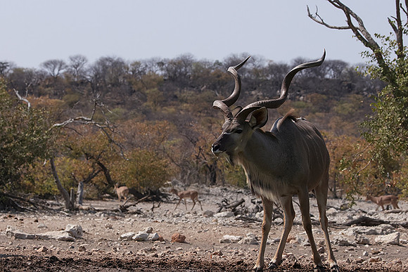 Onguma Private Reserve