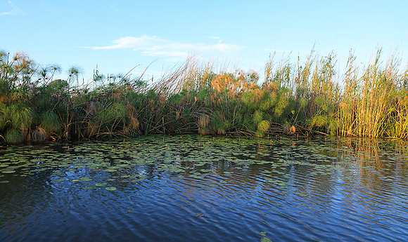 Delta of Okavango