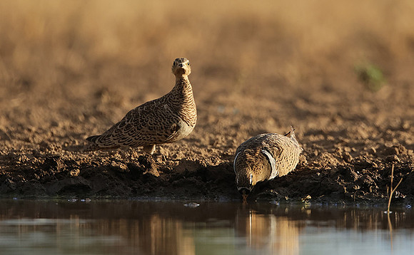 Black-faced sangrouses - Shompole