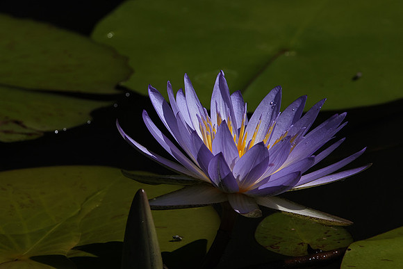 Lotus flowers - Botswana