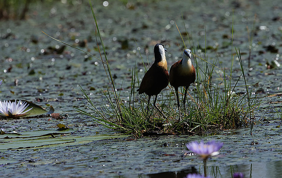 African jacana - Delta Of Okavango