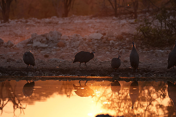 Helmeted guineafowl - Ongava Private Reserve