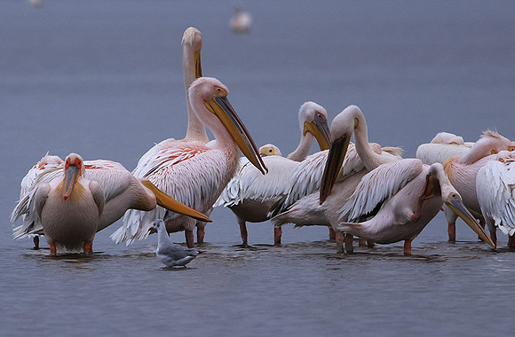 Lake Nakuru