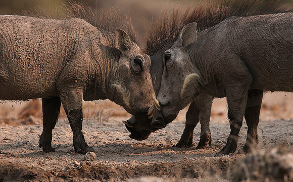 Ongava Private Reserve