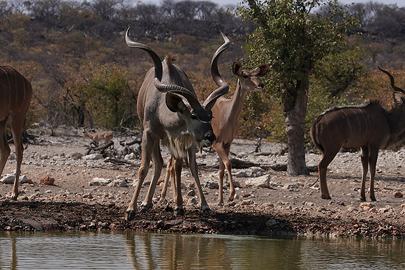 Onguma Private Reserve