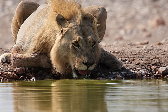 Ongava Private Reserve