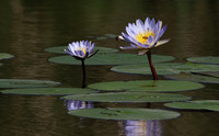 Lotus flowers - Botswana