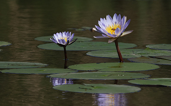 Lotus flowers - Botswana
